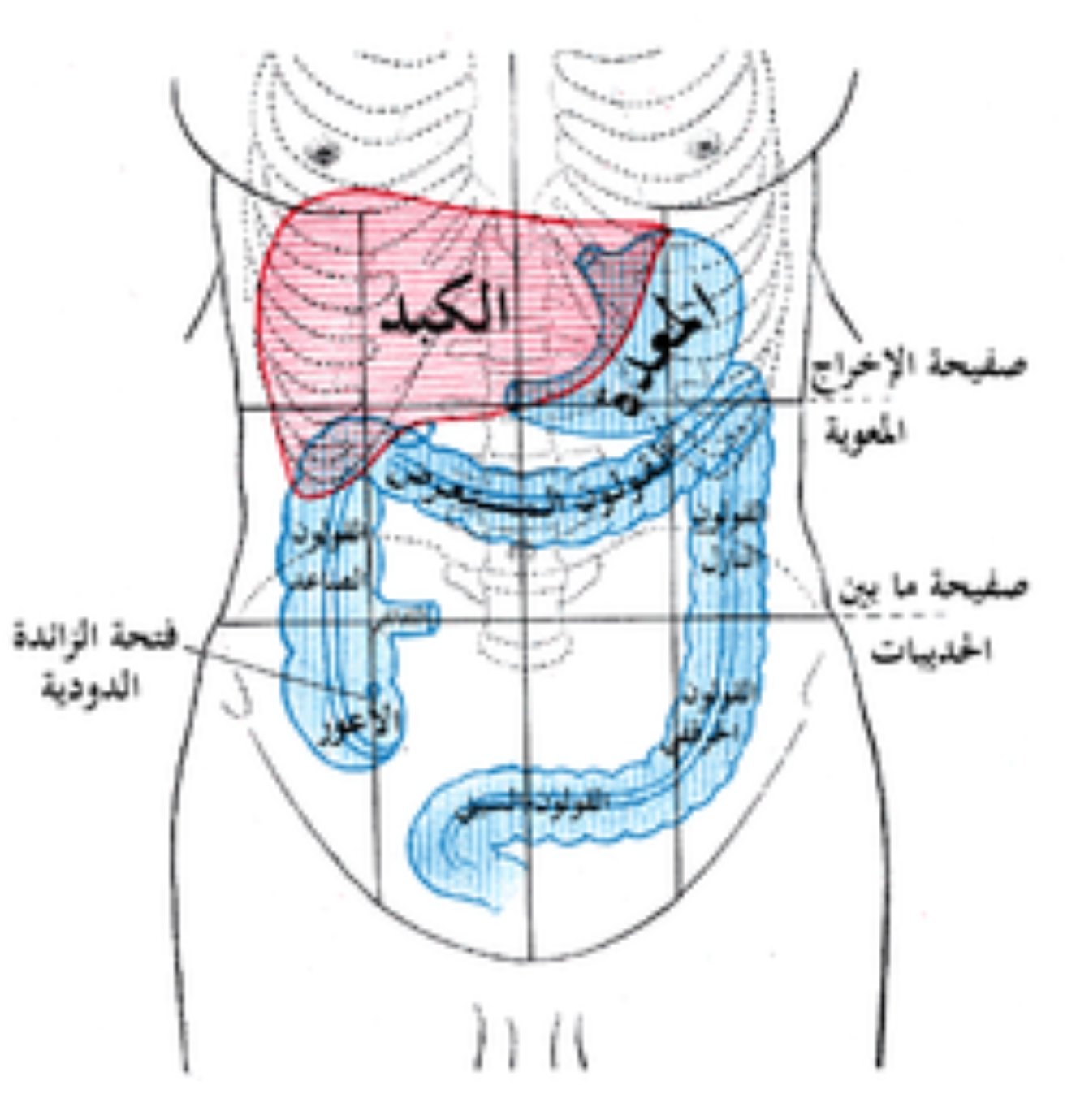 صورة